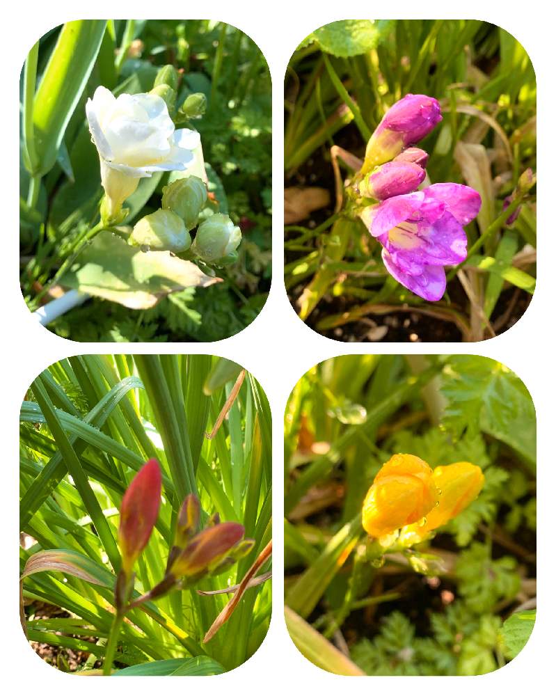 フリージアの投稿画像 By もりもりさん いい季節と植物を愛すると平穏を祈ると花のある暮らしと心穏やかに 月5月8日 Greensnap グリーンスナップ フリージアの投稿画像 By もりもりさん いい季節と植物を愛すると平穏を祈ると花のある暮らしと心穏やかに 月5月8日 Greensnap グリーンスナップ