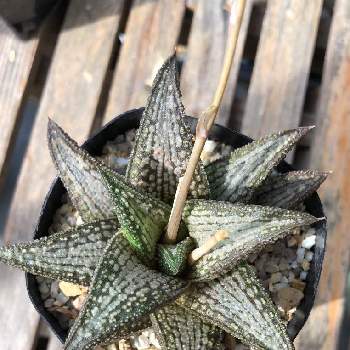 ハオルチア錦帯橋の投稿画像一覧 Greensnap グリーンスナップ