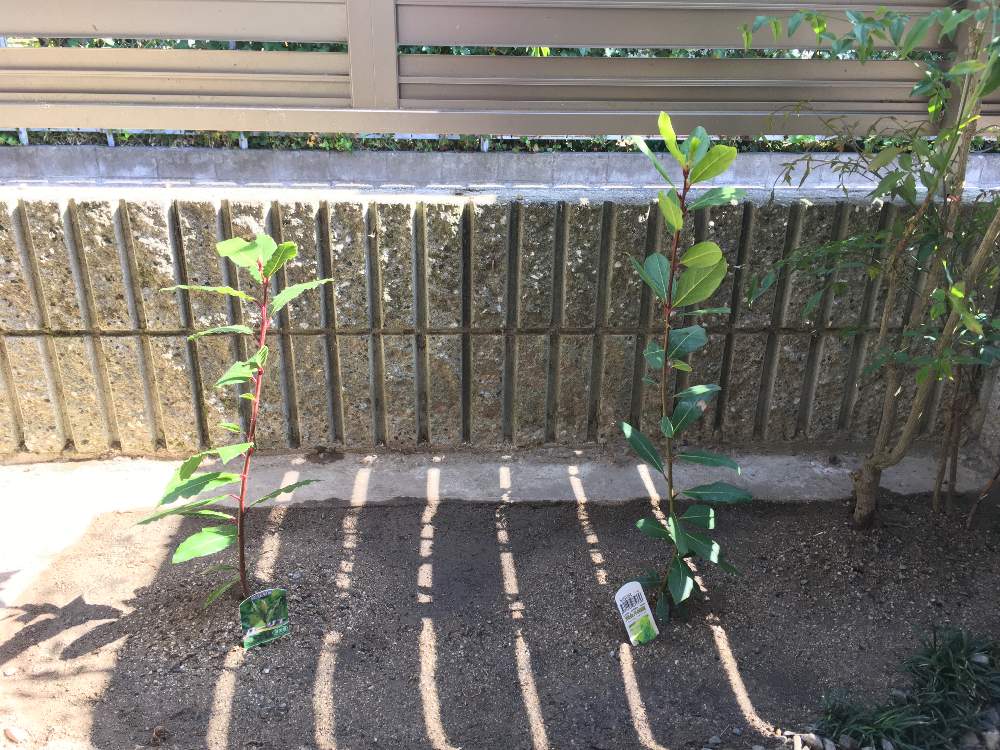 月桂樹2種 Greensnap グリーンスナップ