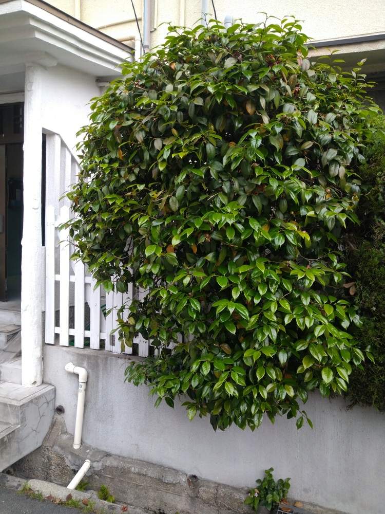 ほっしーさんの投稿画像 月5月8日 Greensnap グリーンスナップ