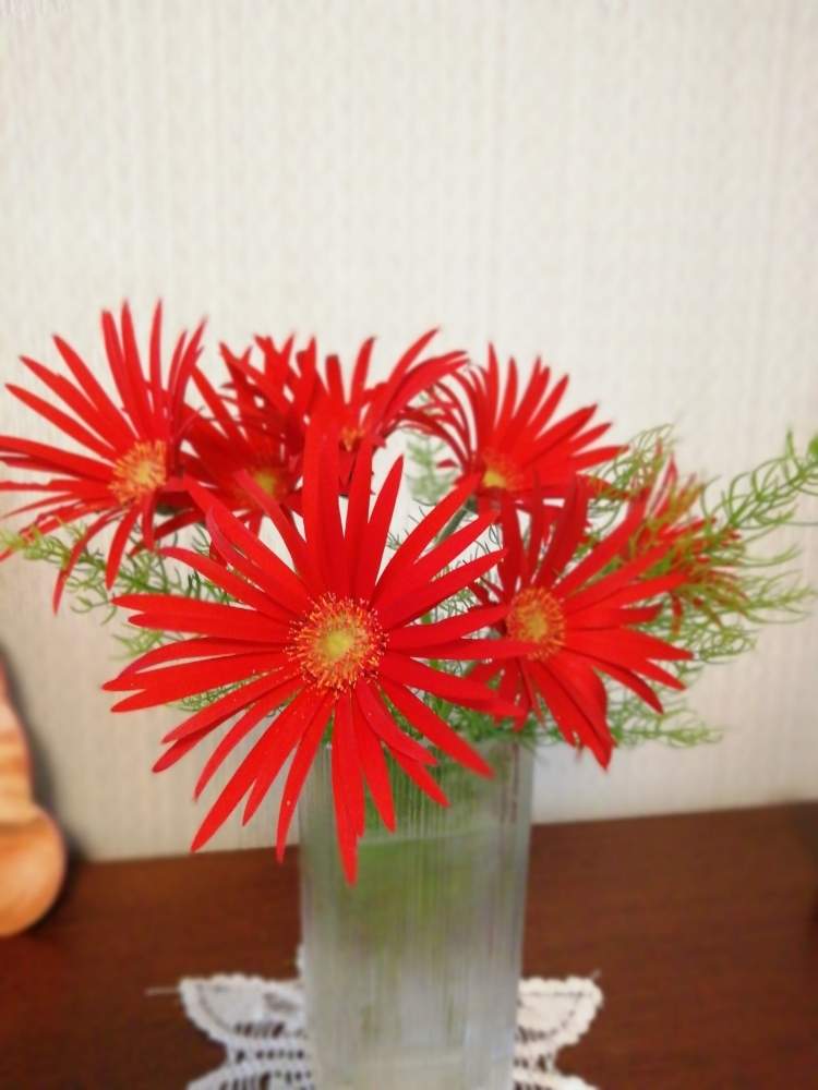 ガーベラの投稿画像 By レンタラネコさん テンモンソウと卓上花と庭の花とお花とグリーンのある暮らしと庭の緑と切り花 月5月8日 Greensnap グリーンスナップ