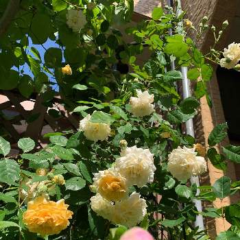 バラ バフビューティの画像 by taesaiさん | 小さな庭とばら バラ 薔薇とおうち園芸と芍薬♡と花のある暮らしとチーム福岡と芍薬の花とバラ バフビューティ