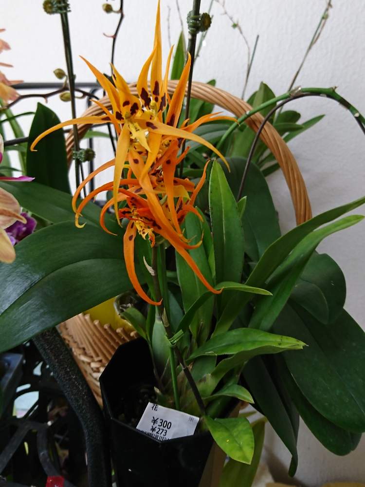 ブラッシア オレンジデライト スターベックオレンジの投稿画像 By きいたんさん 棚と洋蘭とラン科とおうち園芸と洋ランと鉢植えとらん と花のある暮らしとブラッシア属と洋らんと洋ランの花と洋蘭とラン科とおうち園芸と洋ランと鉢植えとらんと花のある暮らしとブラッシア