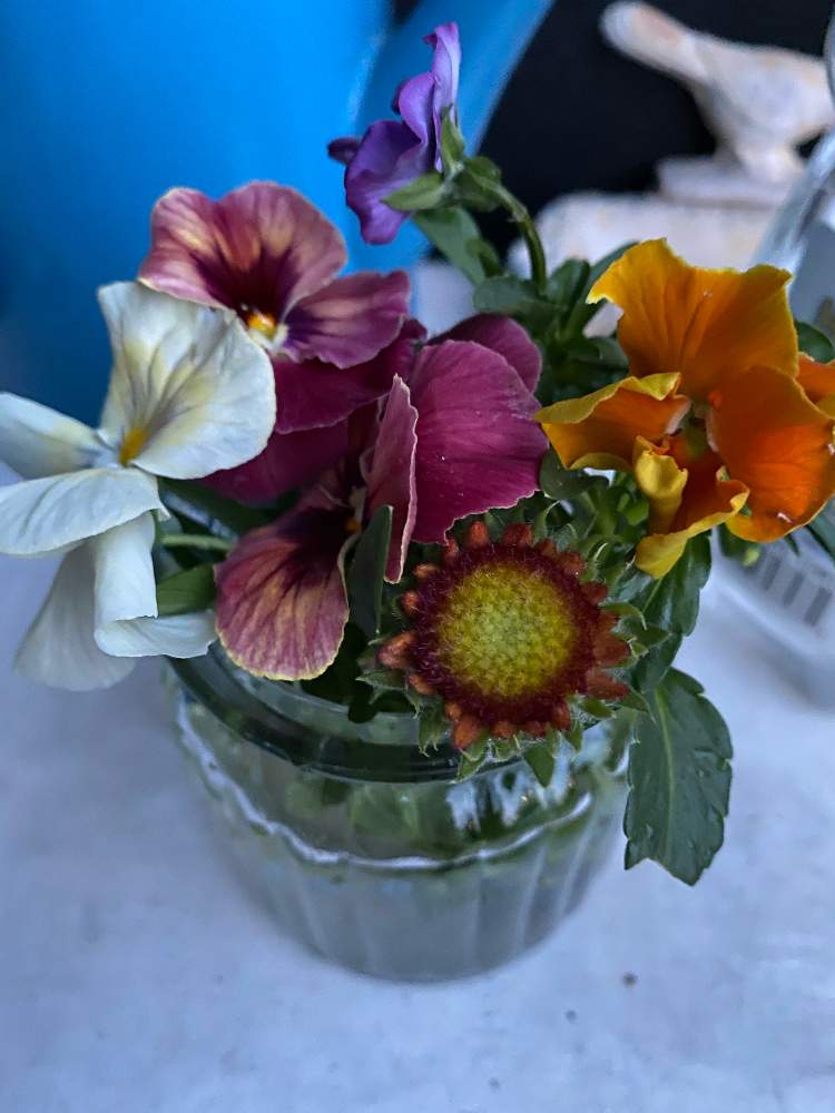 ガイラルディアの投稿画像 By ヨッピーさん パンジー ビオラと季節を楽しむと5月の植物とビオラ パンジーとガイラルディア サンリタとおうち時間と庭の雑草抜きとおうち園芸と元気が出ると元気もらえると5月の花と花柄摘みと5月のお庭とおうちで飾るお花 とおうちで