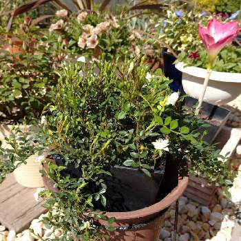 ランドスケープローズの投稿画像一覧 Greensnap グリーンスナップ