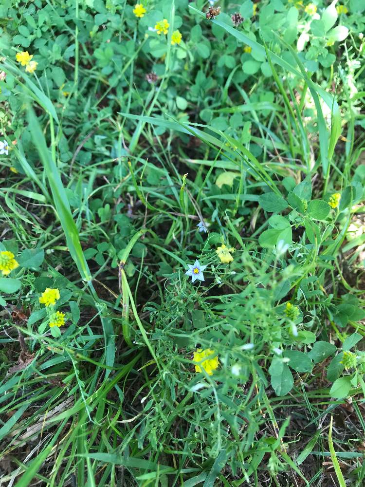 オオニワゼキショウの投稿画像 By ととろんさん 月5月8日 Greensnap グリーンスナップ