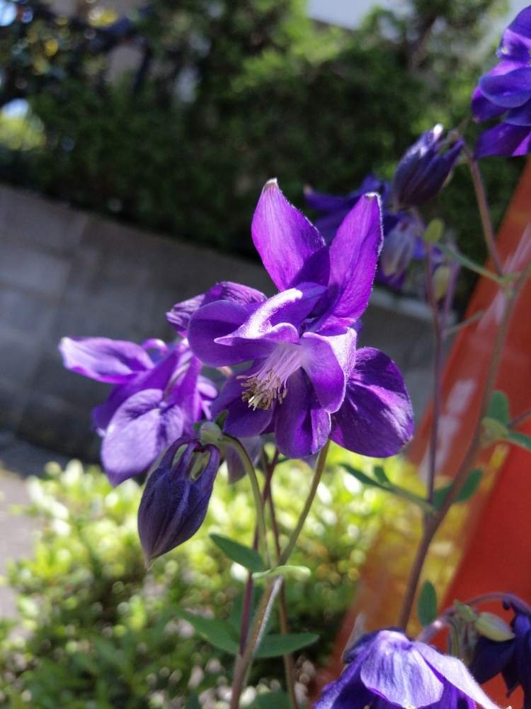 オダマキの投稿画像 By はっつんさん 月5月8日 Greensnap グリーンスナップ