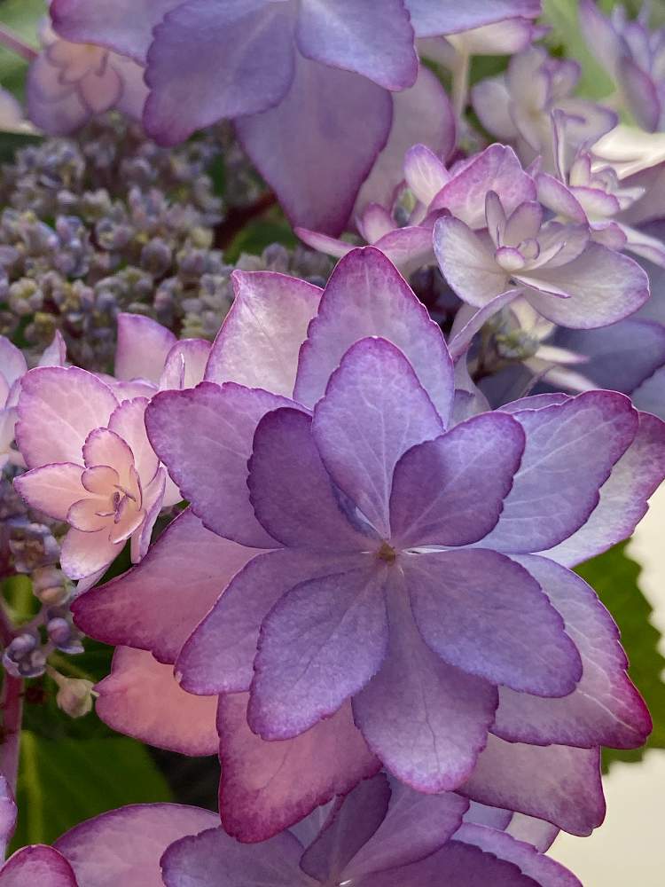 アジサイの投稿画像 By 月下美人 さん アジサイ ひな祭りと窓辺と紫色の花とラベンダー色 とフリフリのお花と八重咲きと花のある暮らしとフリフリ大好きと紫色の花とラベンダー色とフリフリのお花と八重咲きと花のある暮らしとフリフリ大好き 月5月8日