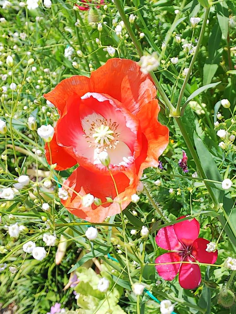 カスミソウの投稿画像 By ﾁｮｳさんさん ヒナゲシとベニバナアマ 月5月8日 Greensnap グリーンスナップ