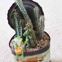 福禄竜神木,白樺麒麟,閃光閣,大好き,多肉植物とサボテンの画像