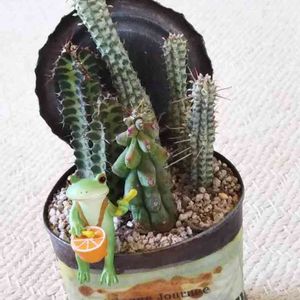 福禄竜神木,白樺麒麟,閃光閣,大好き,多肉植物とサボテンの画像