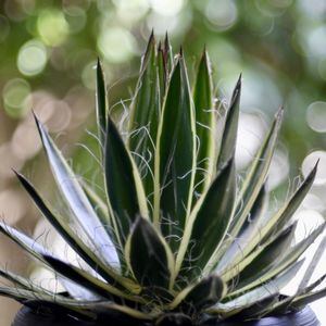 Agave filifera v. variegata,アガベ 王妃笹の雪C型 白糸の王妃錦,オールドレンズ,玉ボケ倶楽部,開放80cmの画像