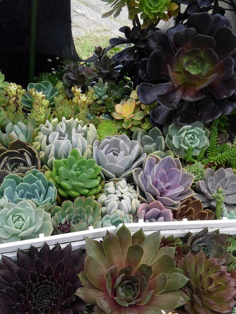 6月いっぱい♡赤葉日高ミセバヤ カット苗 多肉植物 【公式通販】