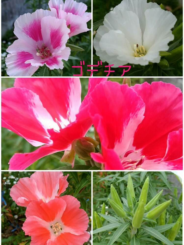 ゴデチアの投稿画像 By にしとしさん 薄ピンクと色いろいろと白のはなとオレンジ色とたくさん 咲いてた と濃いピンクの花と色がキレイ 月5月 8日 Greensnap グリーンスナップ