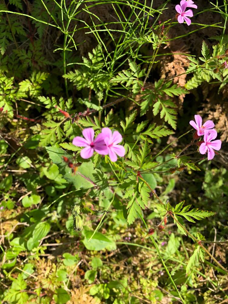 おわこさんの投稿画像 月5月8日 Greensnap グリーンスナップ