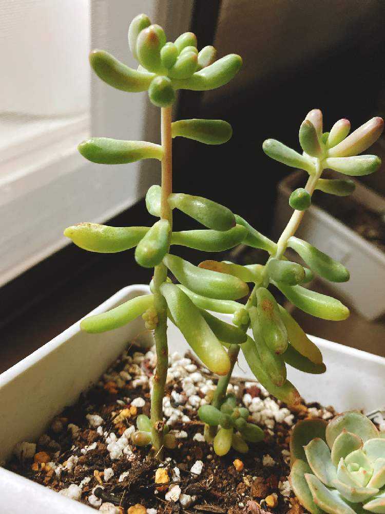 乙女心　6カット① 乙女心 6カット① 【公式通販】