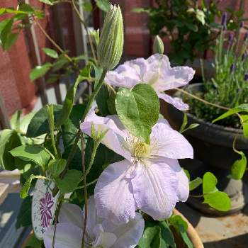 クレマチス白馬の投稿画像一覧 Greensnap グリーンスナップ