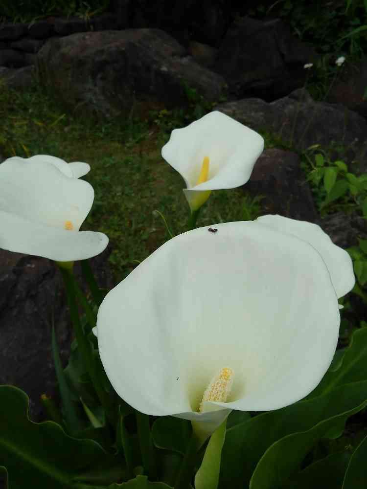 せつ工房さんの港の見える丘公園への投稿