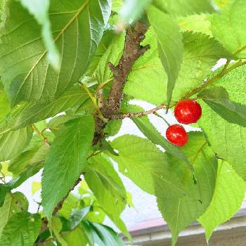 さくらんぼの花の投稿画像一覧 Greensnap グリーンスナップ