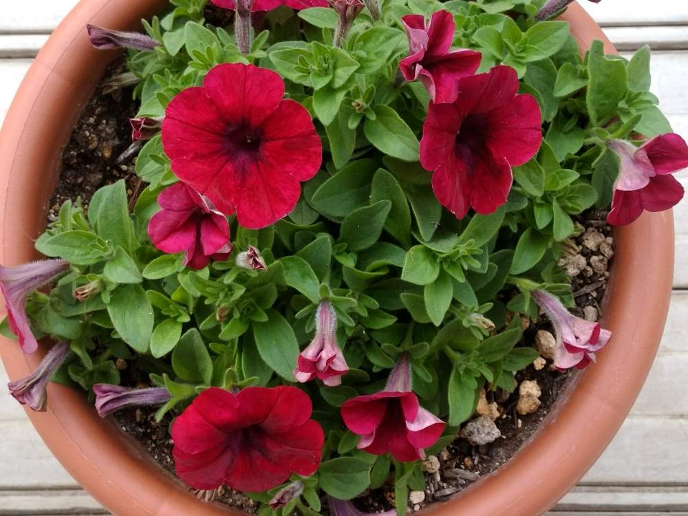 サフィニア Japanレッドの投稿画像 By みっちゃんさん サフィニアとサフィニア と植物のある暮らしと癒しとサントリー フラワーズとおうち園芸と花中毒と植中毒とサントリーとガーデニングフェスフォトコンと可愛いとガーデニングと花のある暮らしと花と生きる