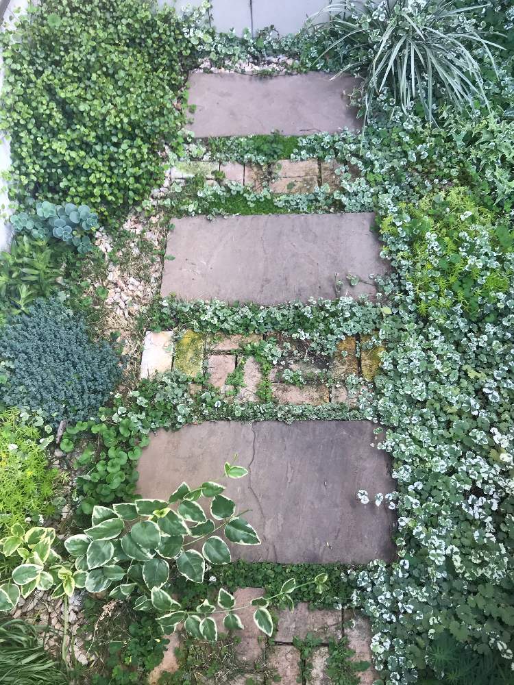 セダムの投稿画像 By K2さん ワイヤープランツとグレコマ バリエガータとつるにちにちそうと多肉植物とわさわさ とおうち園芸と玄関アプローチとグランドカバーと庭の宿根草 月5月8日 Greensnap グリーンスナップ