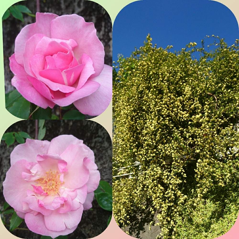 モッコウバラの投稿画像 By ちっちさんさん キモッコウバラとバラ リージャンロードクライマーと黄モッコウバラ とバラのある暮らしと花のある暮らしとちっちローズと庭植え 月5月8日 Greensnap グリーンスナップ
