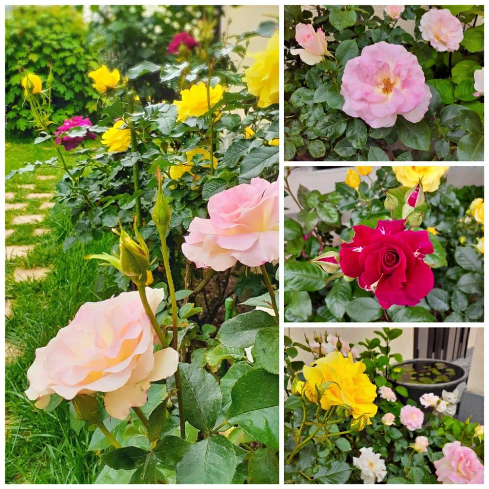 開花の投稿画像 By ケイさん 可憐な花とばら バラ 薔薇ときれいとにわとおうち園芸とピンクと庭のある暮らしと父の趣味とおしゃれと花のある暮らしとかわいい 月5月8日 Greensnap グリーンスナップ