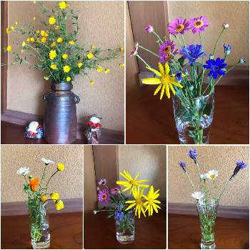 玄関の生花の投稿画像一覧 Greensnap グリーンスナップ