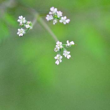 小さいお花が可愛いの投稿画像一覧 Greensnap グリーンスナップ