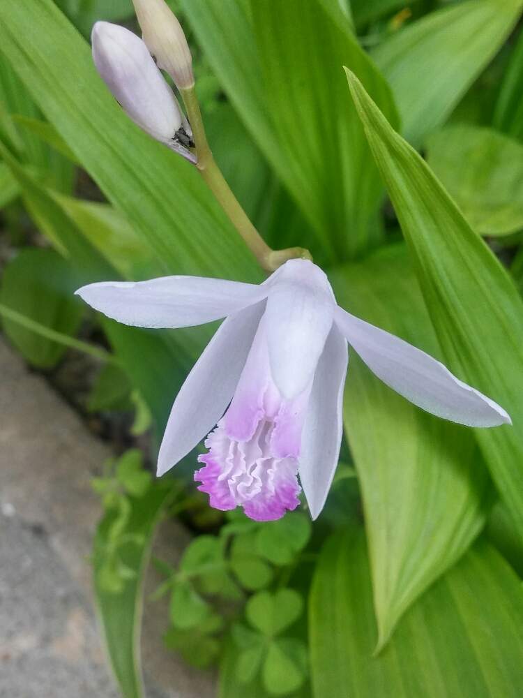 口紅紫蘭の投稿画像 By 愛でるさん 知人の庭と山野草と季節のお花と近所散歩と花のある暮らし 月5月9日 Greensnap グリーンスナップ