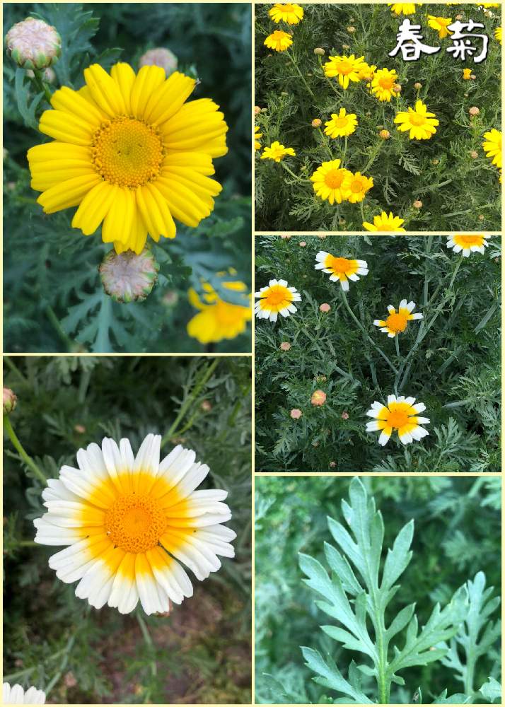 春菊の投稿画像 By Kwackyさん 花のある暮らしと春菊の花と家庭菜園奮闘日記とおうち園芸 月5月9日 Greensnap グリーンスナップ