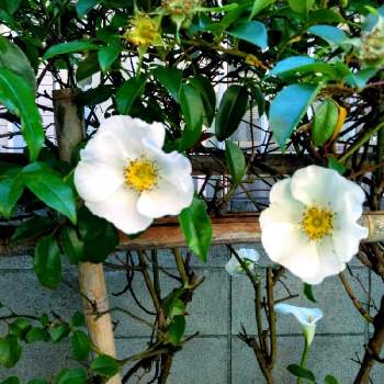 垣根の花の投稿画像一覧 Greensnap グリーンスナップ