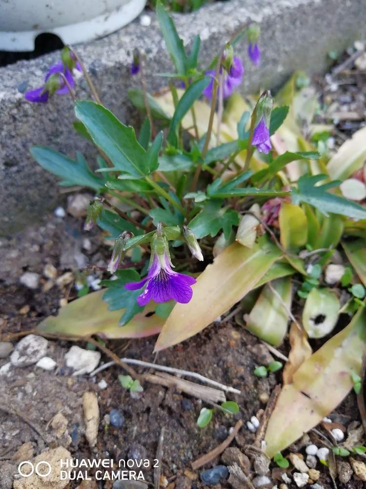 スミレの投稿画像 By ぽめたんさん ショウジョウバカマ 月5月9日 Greensnap グリーンスナップ