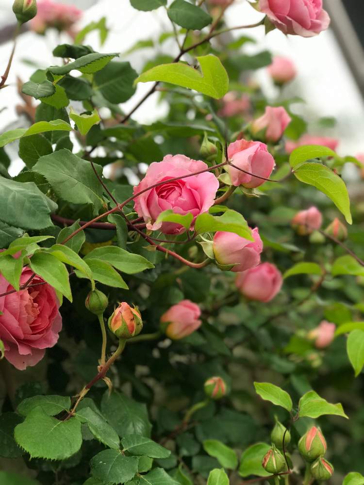 アマンディーンシャネルの投稿画像 By Usaminaさん 小さな庭とキュンキュン乙女倶楽部とばら バラ 薔薇とバラ大好きとナチュラルガーデンとgsで バラ園とばら 薔薇 バラとキュンキュン乙女倶楽部とばら バラ 薔薇とバラ大好きとナチュラルガーデンとgsでバラ園とばら 薔薇