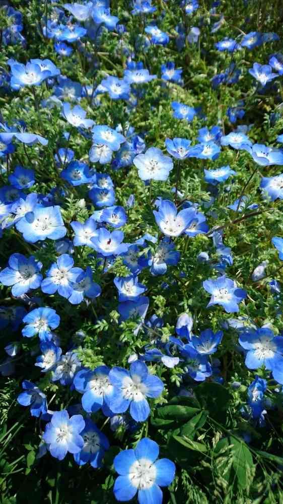 青い花 ①春(3月4月5月)編｜?GreenSnap（グリーンスナップ）