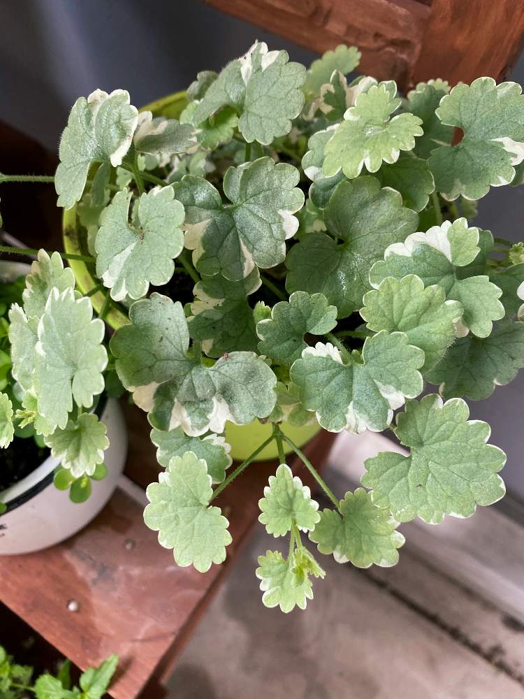 グレコマの投稿画像 By はちくろさん シェードガーデンとベランダガーデニングとおうち園芸と日陰と花のある暮らし 月5月9日 Greensnap グリーンスナップ