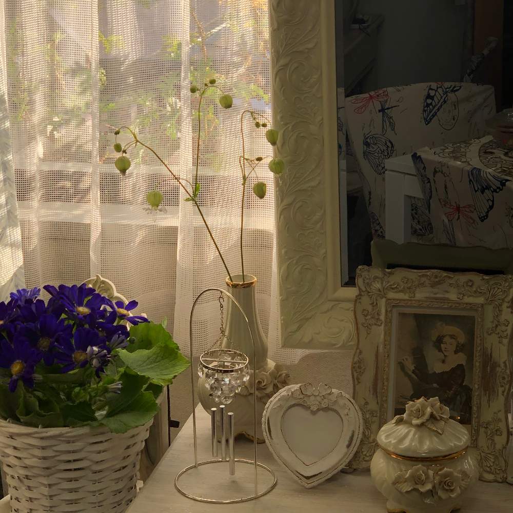 グリーンベル シレネ の投稿画像 By Grace Placeさん インテリアと花言葉と花のある暮らしと誕生花とgs映えと花言葉と花のある暮らしと誕生花とgs映え 月5月9日 Greensnap グリーンスナップ Greensnap グリーンスナップ