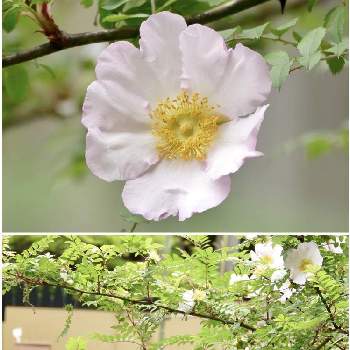 箱根バラの投稿画像一覧 Greensnap グリーンスナップ