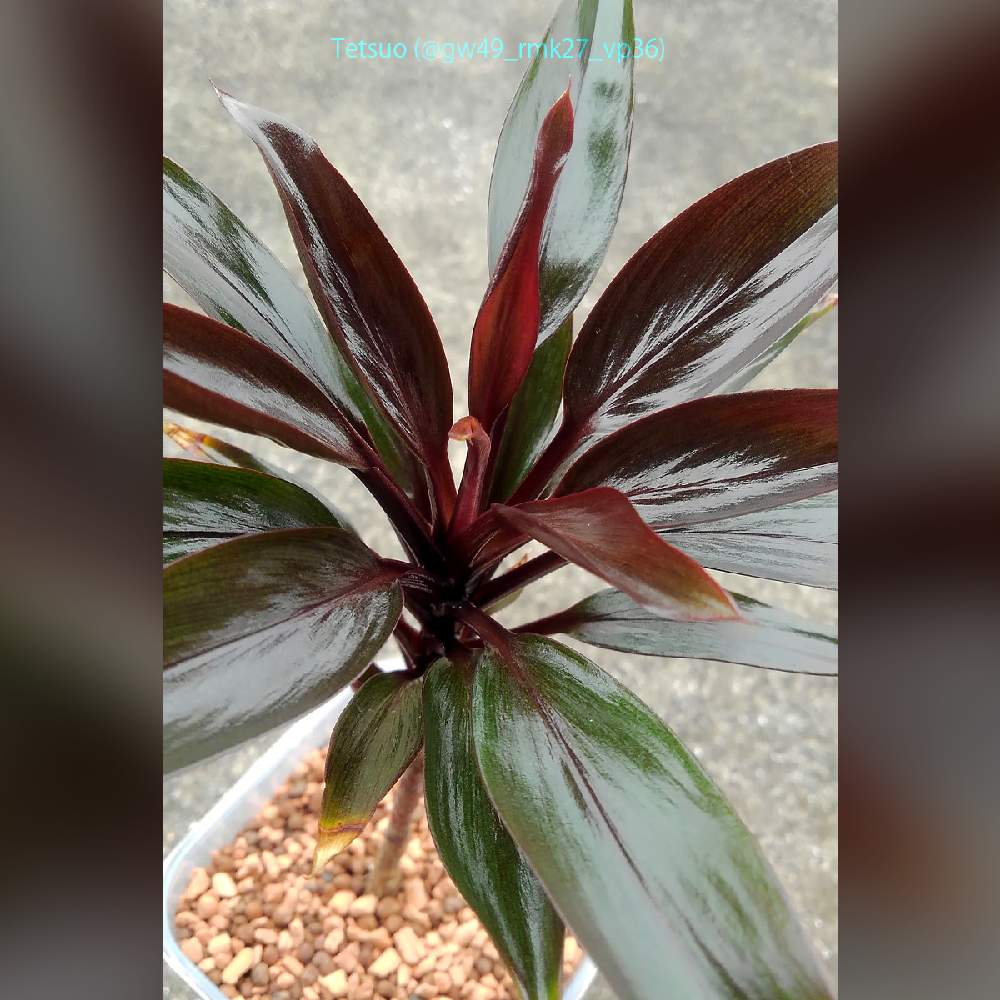 コルディリネの投稿画像 By Tetsuoさん パープルコンパクタと観葉植物とコルディリネ属とリーフクリンとキジカクシ科とセラミスとハイドロカルチャーとハイドロボールと今日の一枚と成長記録とリーフクリン効果 月5月9日 Greensnap グリーンスナップ