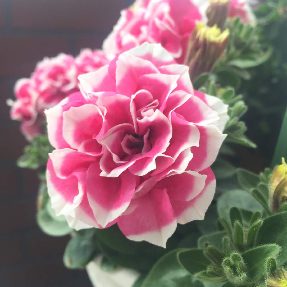 ペチュニア花衣の切り戻し Greensnap グリーンスナップ