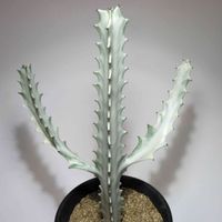 ユーフォルビア属,ユーフォルビア・ラクテア,ユーフォルビア ホワイトゴースト,多肉植物,観葉植物の画像