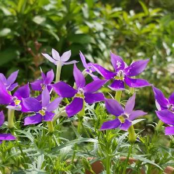 パープルの花 の投稿画像一覧 Greensnap グリーンスナップ