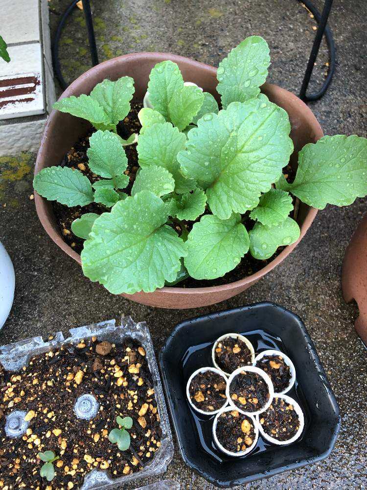 大根ペットボトル栽培に挑戦 Greensnap グリーンスナップ