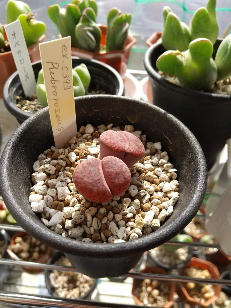 リトープスの投稿画像 By 玉葉さん Ex C393 Rubroroseus ﾙﾌﾞﾛﾛｾﾞｳｽと多肉植物と室内組とメセン類と群仙園のリトープスと玉葉のリトっ子と窓辺 リビングと脱皮属とリトープス属 月5月9日 Greensnap グリーンスナップ