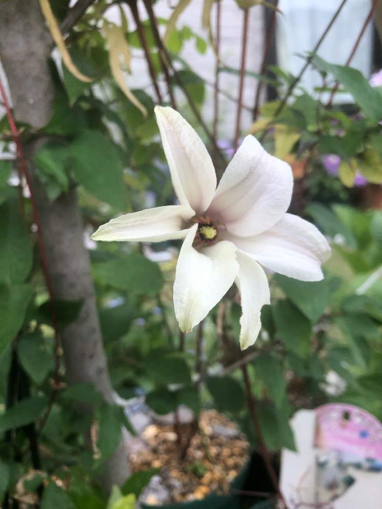 クレマチスの投稿画像 By たちやさん クレマチス プリンセスケイト 月5月9日 Greensnap グリーンスナップ