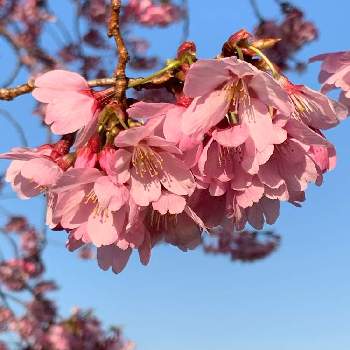 安行寒桜の画像 by fumiさん | お出かけ先と安行寒桜と朝日を浴びてと散歩と緑のある風景と青空と花のある風景と特別な場所と素敵がいっぱいとさくら 桜 サクラと美しい色と暮らしに癒しをと雲仲間と花パトロールと水元公園と桜の縁