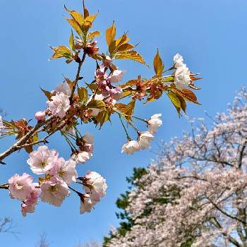 広い空の画像 by fumiさん | お出かけ先とソメイヨシノと山桜と広い空と素敵がいっぱいと休日と美しい色と散歩と春の日差しと緑のある風景と青空と『2021桜』フォトコンテストとさくら 桜 サクラと花のある風景と雲仲間と花パトロールと自然大好きと季節の花と暮らしに癒しをと大自然大好き仲間❣️