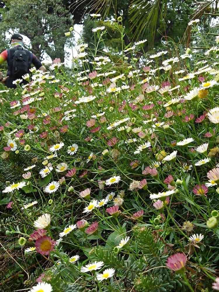 せつ工房さんの港の見える丘公園への投稿