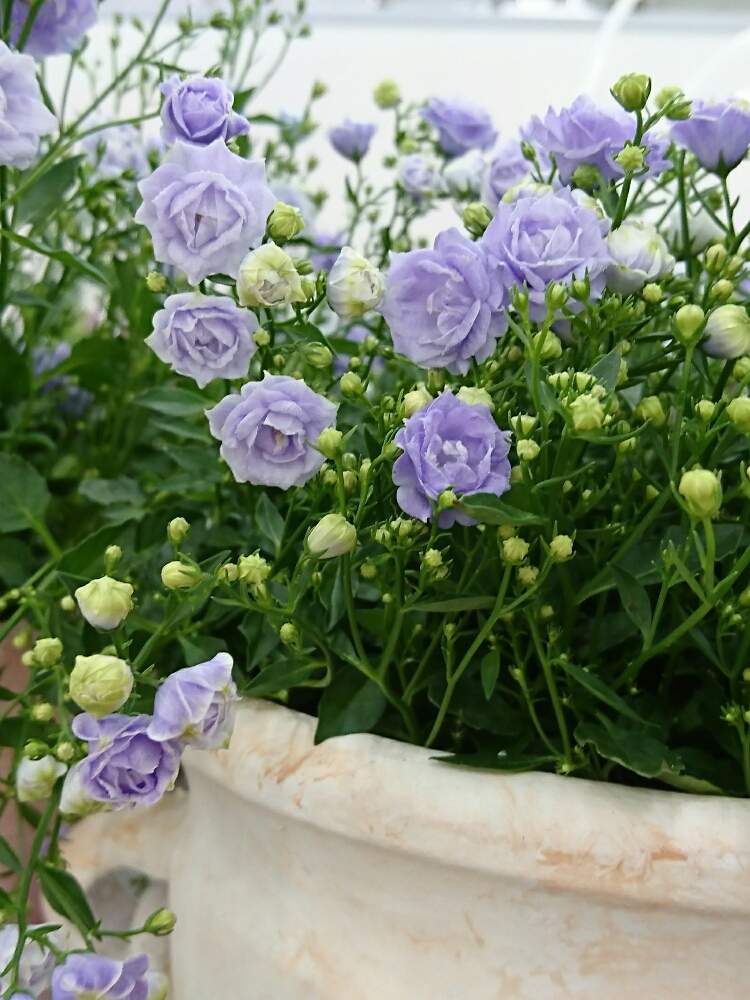 カンパニュラ ブルーワンダーの投稿画像 By しいさん ブルーのお花ときれい と鉢植えと花のある暮らしとスマホで撮影とかわいい と薄紫色の花 月5月9日 Greensnap グリーンスナップ