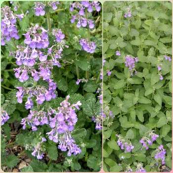 ５月の花壇の投稿画像一覧 Greensnap グリーンスナップ